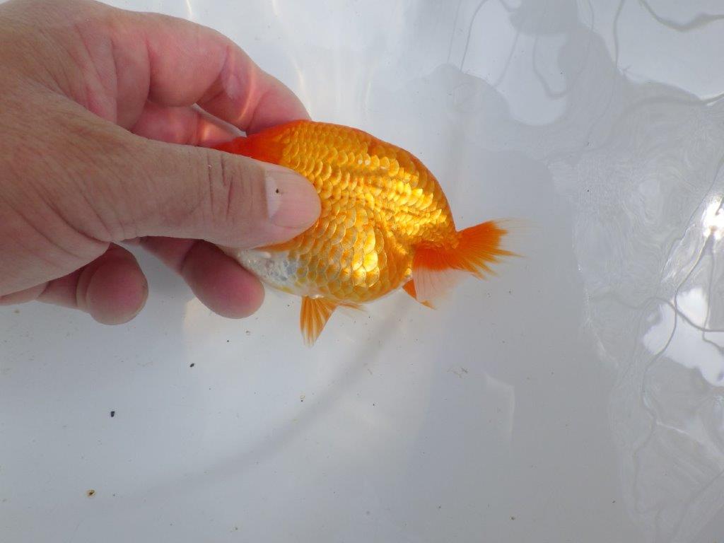 【愛知M 様】良さがわかる方に飼育して頂きたい当歳らんちゅう 約12㎝