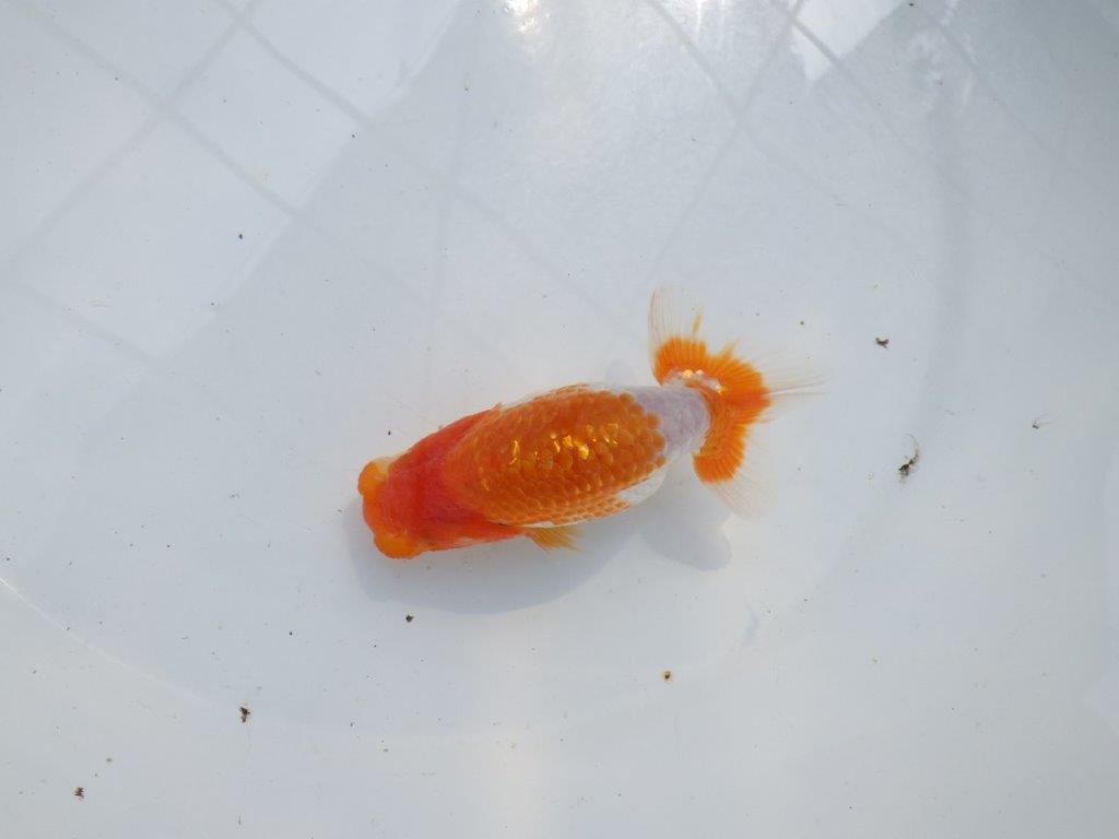 【愛知M 様】ご鑑賞お勧め水槽映え当歳らんちゅう 約12㎝