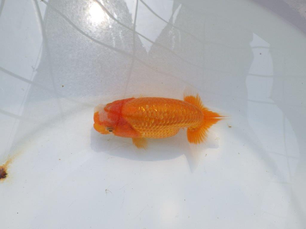 【愛知M 様】品評会などに向けて飼い込みお勧め当歳らんちゅう  約12,5㎝