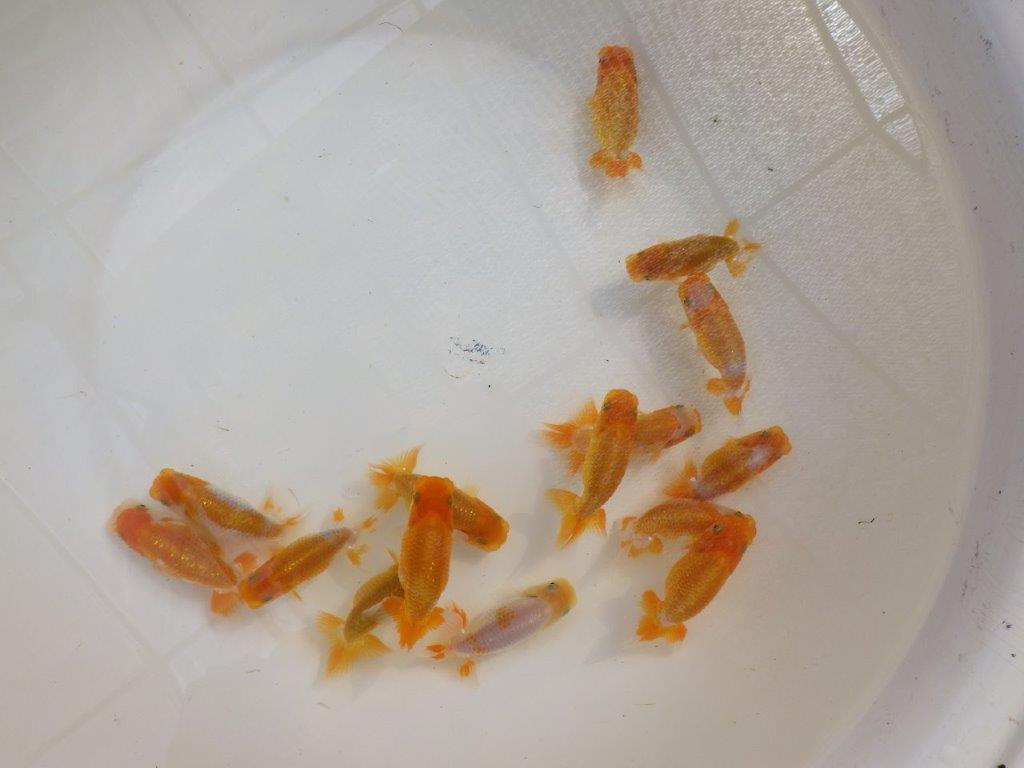 【岡山村上暢彦氏】中サイズの入荷魚の中から一番良い魚たち３尾セット約6~3㎝ 限定１セット