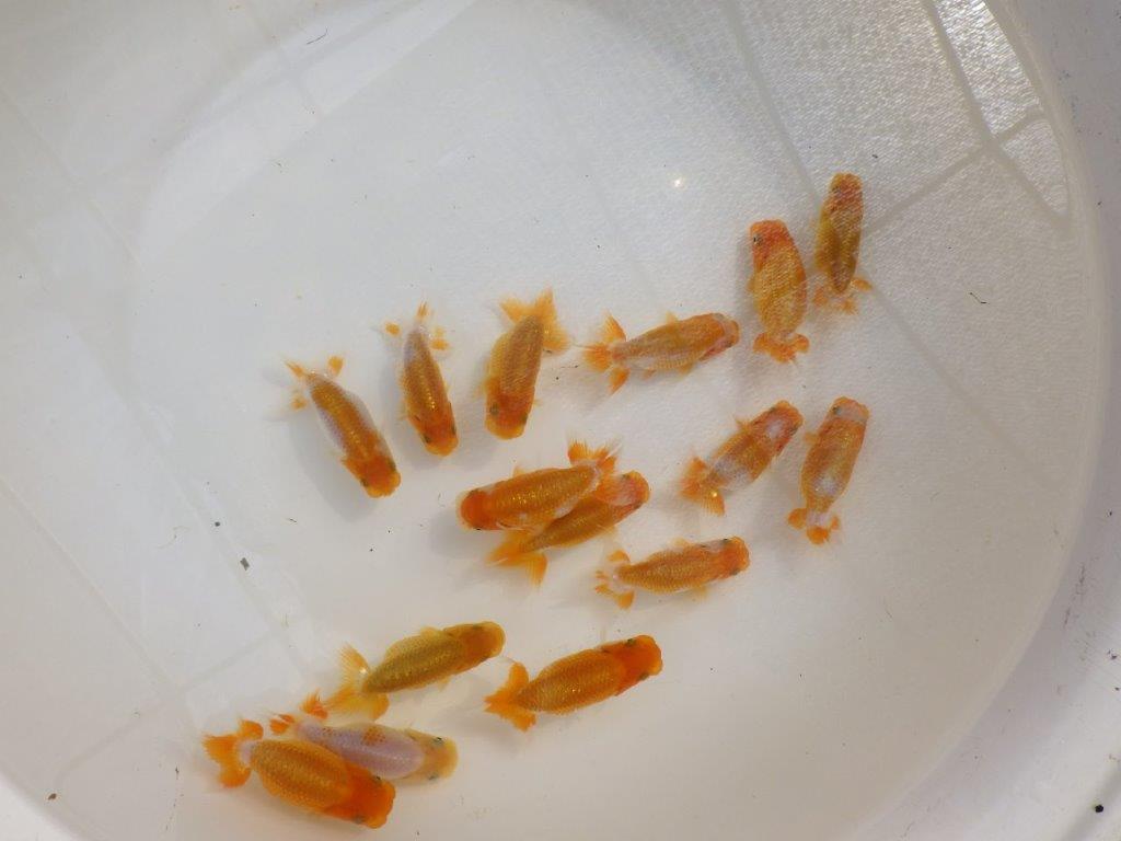 【岡山村上暢彦氏】中サイズの入荷魚の中から一番良い魚たち３尾セット約6~3㎝ 限定１セット
