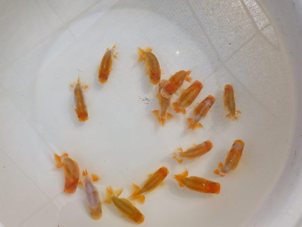 【岡山村上暢彦氏】中サイズの入荷魚の中から一番良い魚たち３尾セット約6~3㎝ 限定１セット