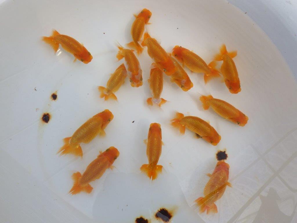 【岡山村上暢彦氏】大サイズセットの中から一番良い魚たち３尾セット約8~９㎝ 限定１セット