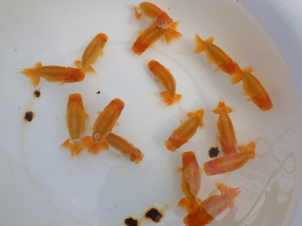 【岡山村上暢彦氏】大サイズセットの中から一番良い魚たち３尾セット約8~９㎝ 限定１セット