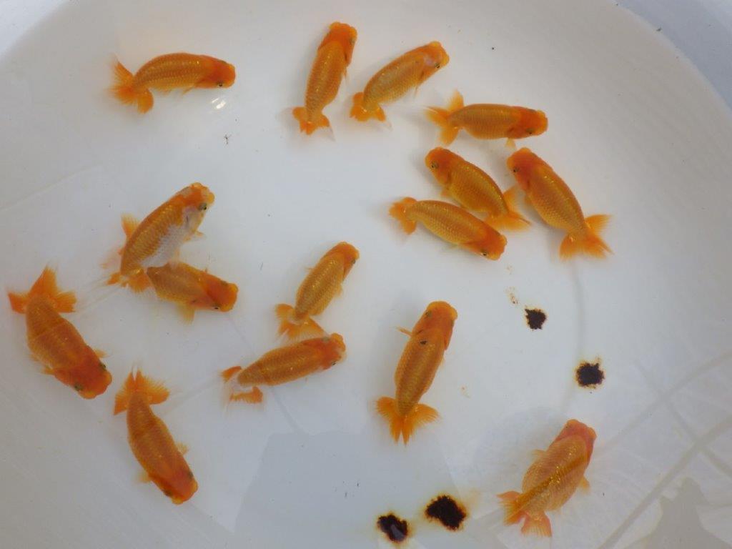 【岡山村上暢彦氏】大サイズセットの中から一番良い魚たち3尾セット約8~9㎝ 限定1セット