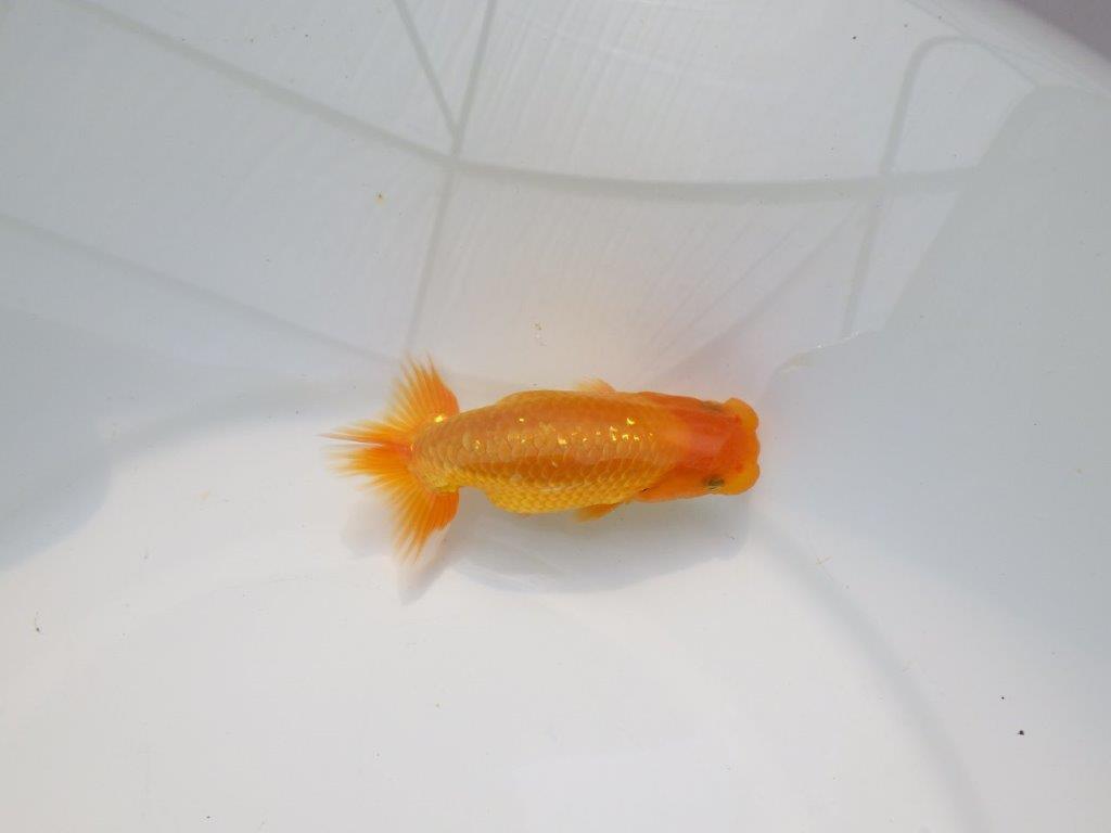 【Mrエックス】魚の雰囲気が良くご鑑賞お勧めの当歳らんちゅう約10㎝