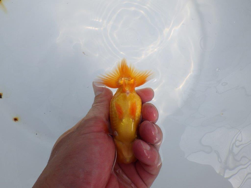【Mrエックス】魚の雰囲気が良くご鑑賞お勧めの当歳らんちゅう約10㎝