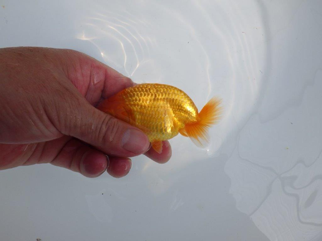 【Mrエックス】魚の雰囲気が良くご鑑賞お勧めの当歳らんちゅう約10㎝