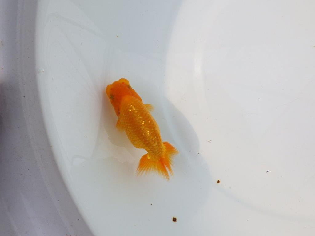 【Mrエックス】魚の雰囲気が良くご鑑賞お勧めの当歳らんちゅう約10㎝
