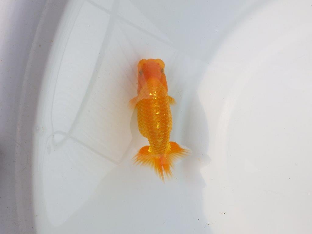 【Mrエックス】魚の雰囲気が良くご鑑賞お勧めの当歳らんちゅう約10㎝