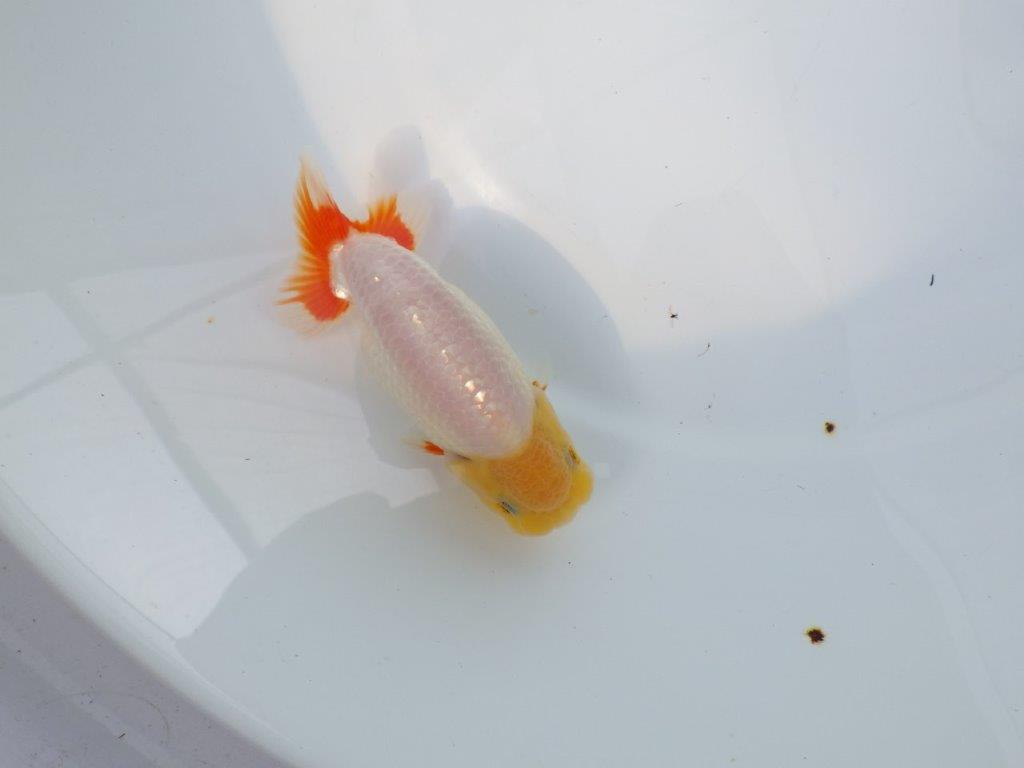 【Mrエックス】尾のヒバンが綺麗な白勝ち更紗！当歳らんちゅう約12㎝