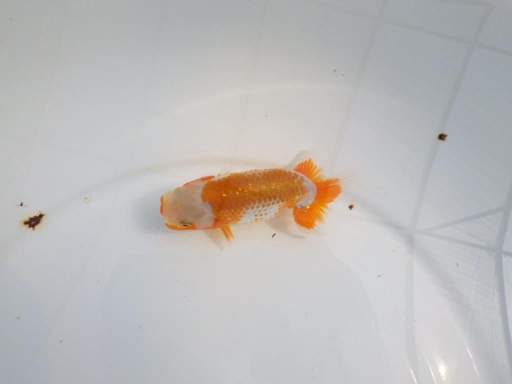 【Mrエックス】非常に綺麗な更紗!当歳らんちゅう約11㎝