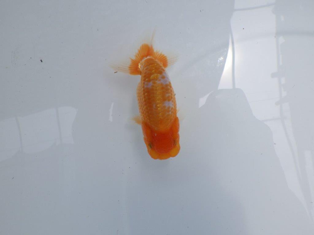 【 岐阜フンタンブリーダー】フンタンの発育がとても良い更紗らんちゅう！当歳魚　約10,5㎝の上身