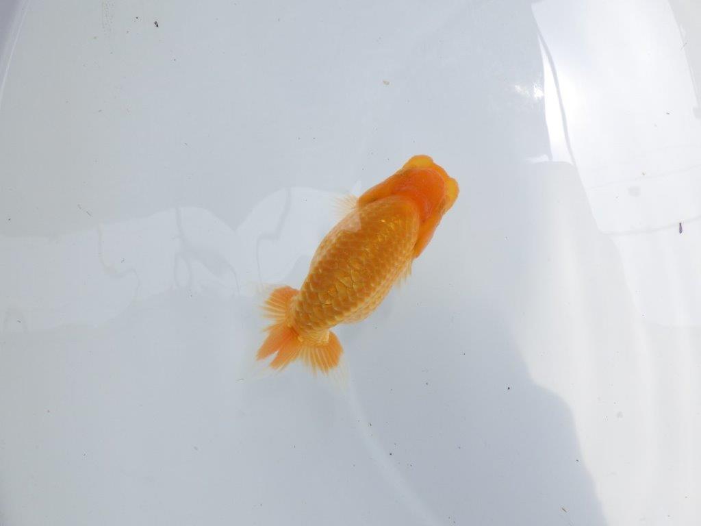 【 岐阜フンタンブリーダー】ふんいきのよいフンタンらんちゅう！当歳魚　約10,5㎝の上身