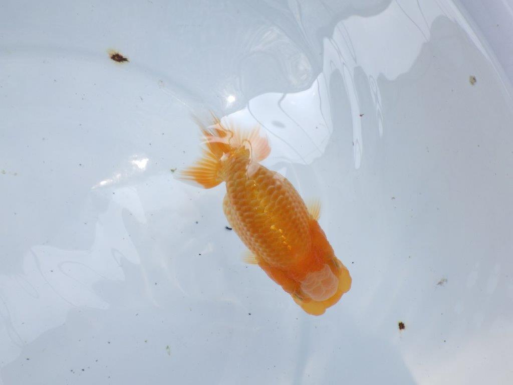 【 岐阜フンタンブリーダー】背幅があり太いらんちゅう！当歳魚　約11㎝の上身