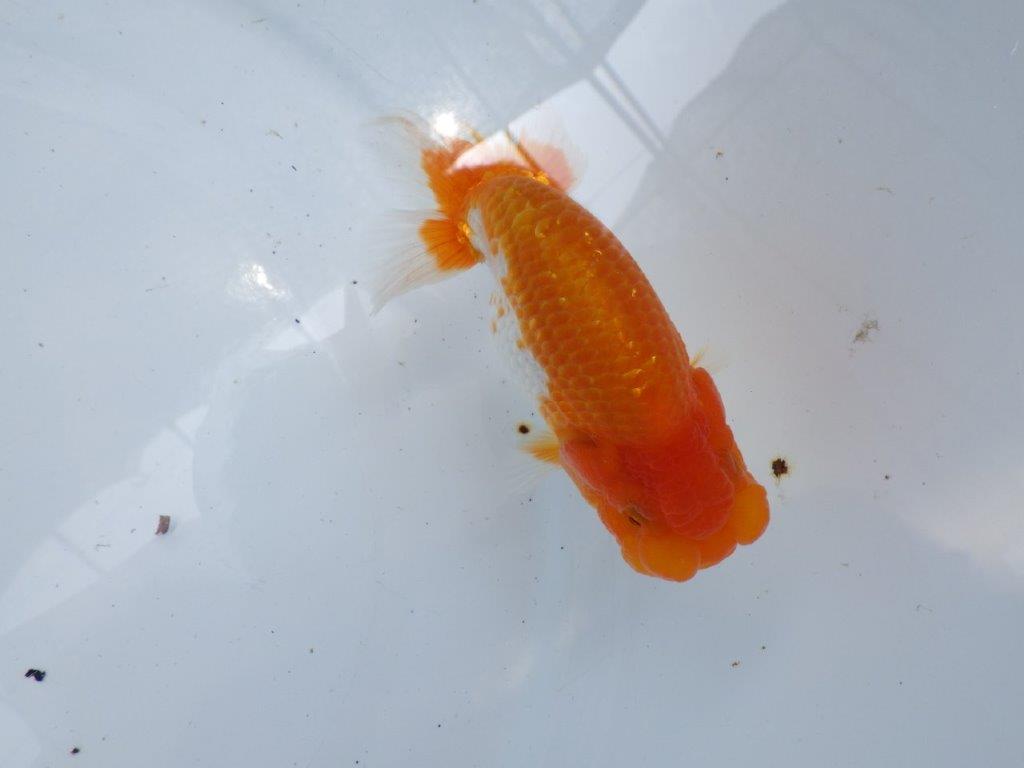 【 岐阜フンタンブリーダー】素晴らしいフンタンの更紗らんちゅう！当歳魚　約11,5㎝の上身