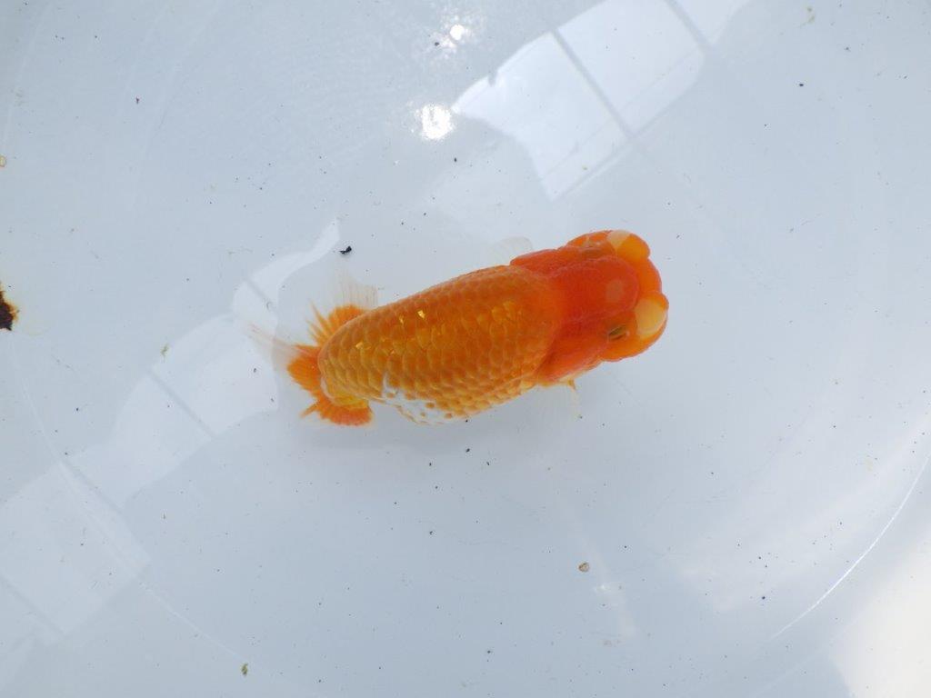 【 岐阜フンタンブリーダー】ご鑑賞お勧めのフンタン更紗らんちゅう！当歳魚　約11,5㎝の上身