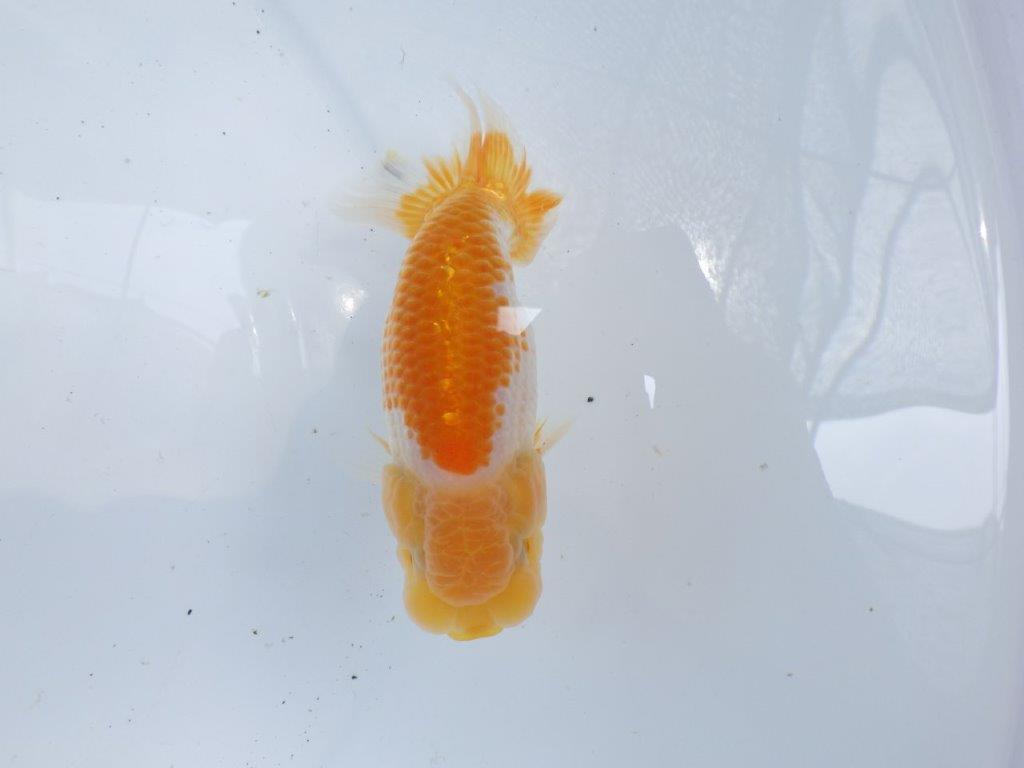 【 岐阜フンタンブリーダー】頭も◎背も◎柄も◎の更紗らんちゅう！当歳魚　約12㎝の上身