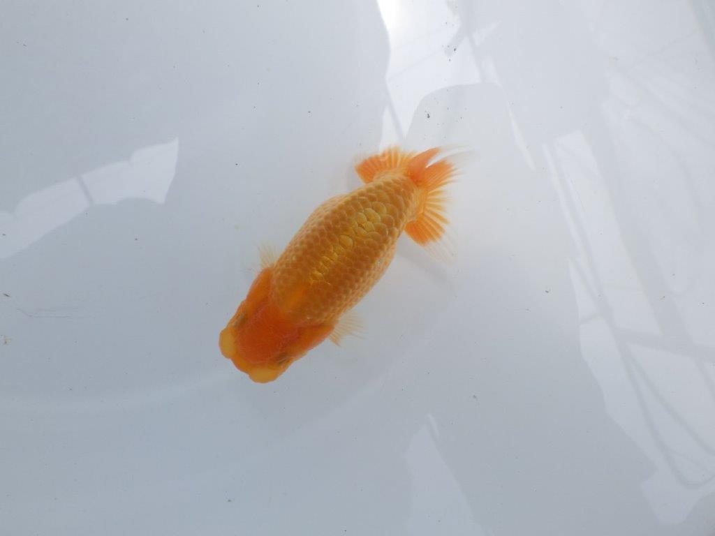 【 岐阜フンタンブリーダー】雰囲気が良く飼い込みお勧めのらんちゅう！当歳魚　約10,5㎝の上身