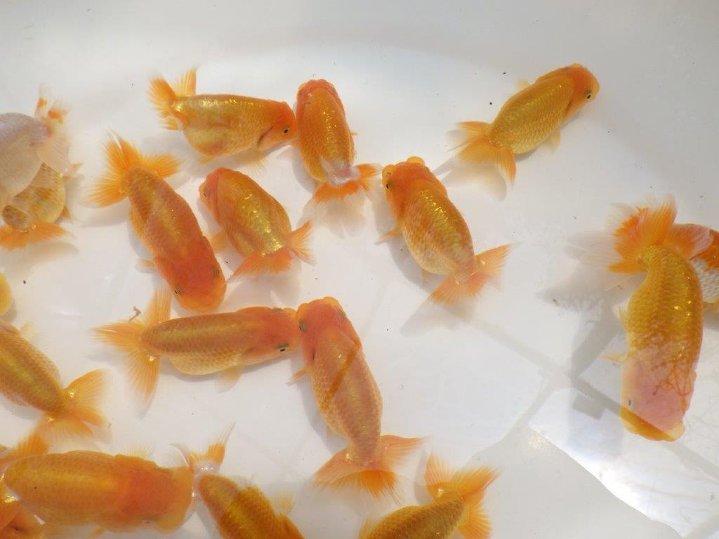【 岐阜フンタンブリーダー】当歳魚　３尾セット（中サイズ）　Ｂ　観賞・種　約8ｃｍ～10㎝　３セットの上身