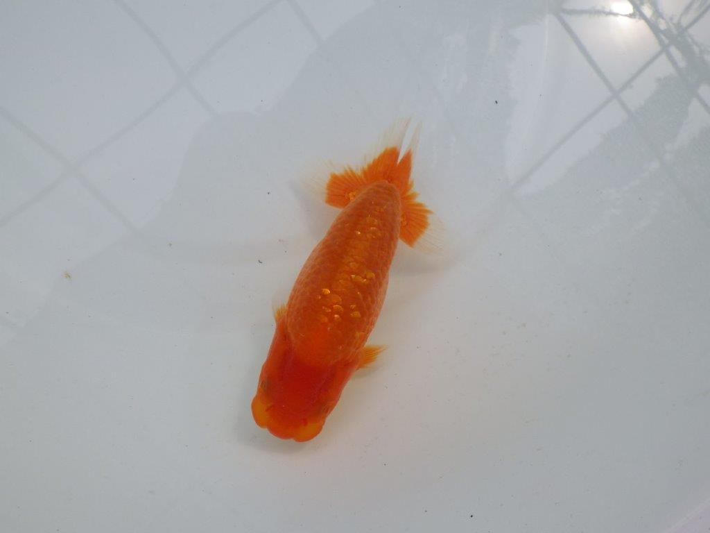 【愛知M 様作当歳らんちゅう 】大迫力のサイズ！上質らんちゅう　約14㎝の上身