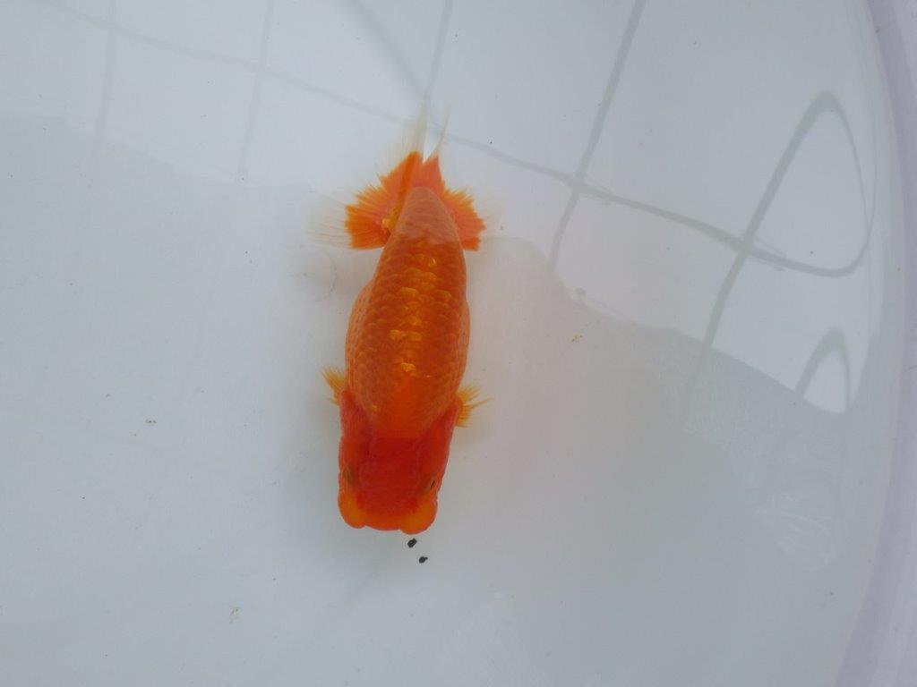 【愛知M 様作当歳らんちゅう 】尾型、構えが良く種にもお使い頂きたいらんちゅう　約13,5㎝の上身