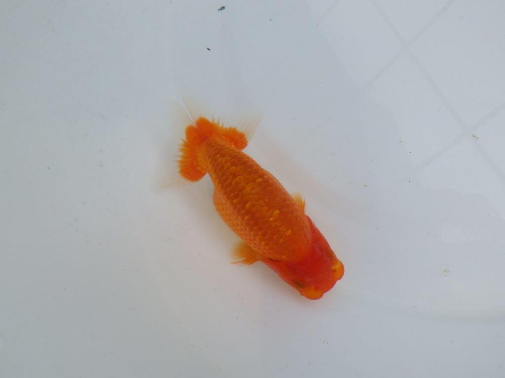 【愛知M 様作当歳らんちゅう 】素晴らし雰囲気で飼い込みお勧めのらんちゅう　約12㎝の上身