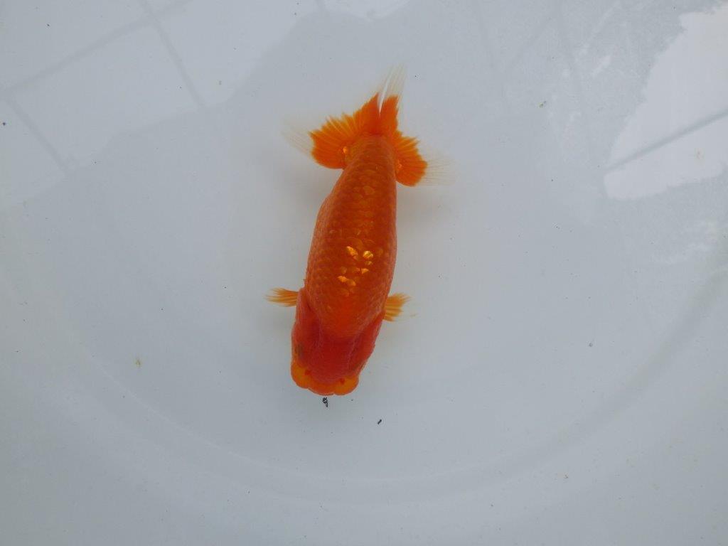 【愛知M 様作当歳らんちゅう 】尾型が良く背も綺麗、目指せ品評大会らんちゅう　約12,5㎝の上身