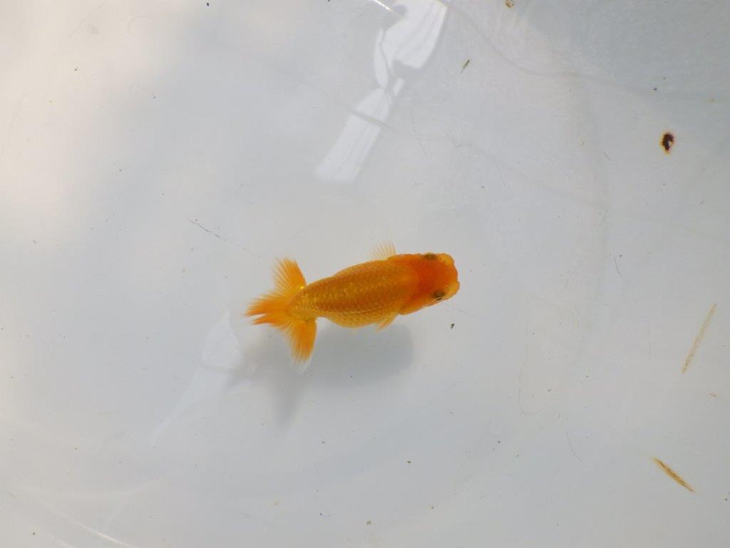【日らん優等賞獲得ブリーダー】雰囲気は一人前！当歳らんちゅう約9㎝の上身