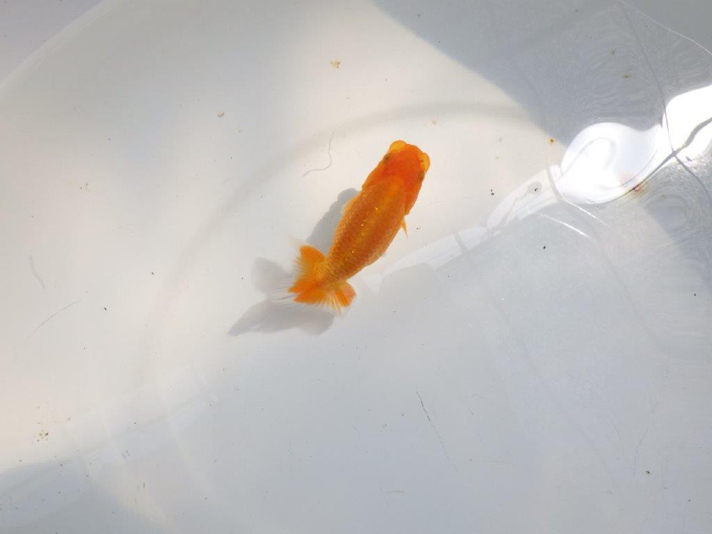 【日らん優等賞獲得ブリーダー】雰囲気が良く種にも!当歳らんちゅう約9,5㎝
