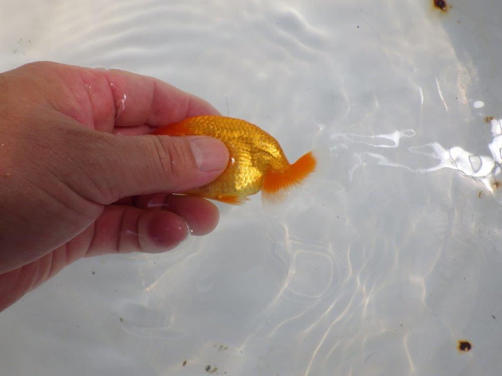 【日らん優等賞獲得ブリーダー】雰囲気が良く種にも!当歳らんちゅう約9,5㎝