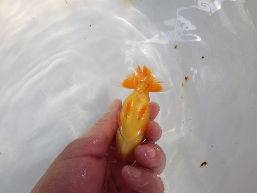 【日らん優等賞獲得ブリーダー】雰囲気が良く種にも!当歳らんちゅう約9,5㎝