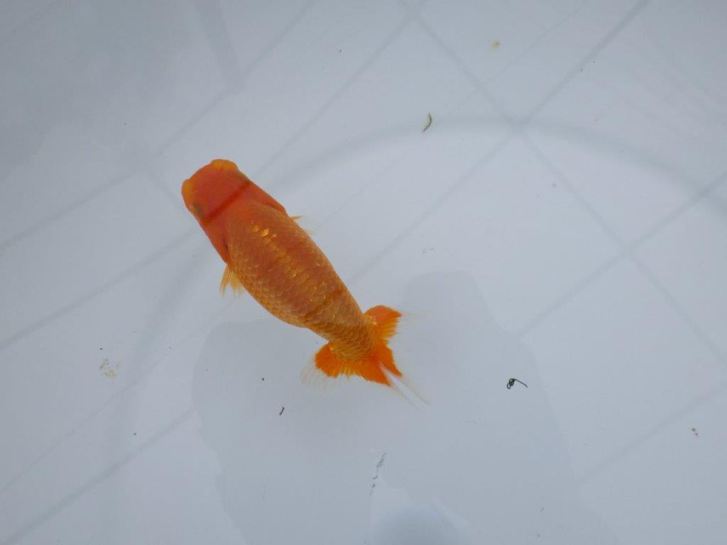 まだまだ大きく成長しそうな背の雰囲気をしたらんちゅう 　約11㎝　性別不明【 岡山村上暢彦氏作】の上身