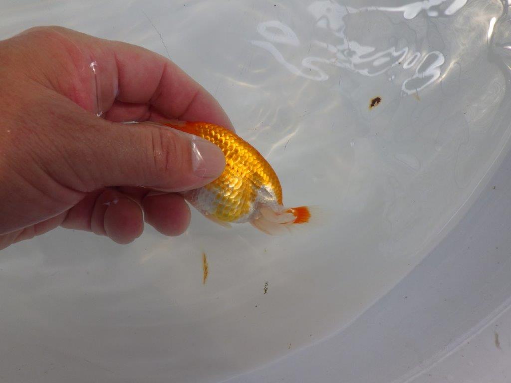 【日らん優等賞獲得ブリーダー】頭が良くご鑑賞お勧め!当歳らんちゅう約10㎝