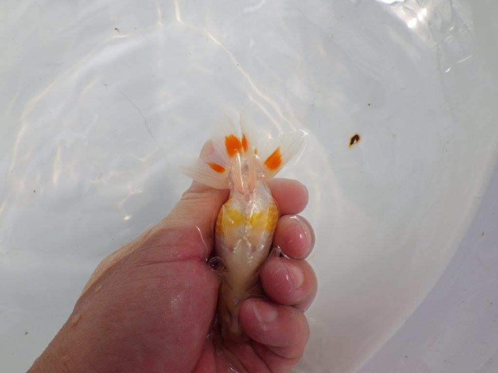 【日らん優等賞獲得ブリーダー】頭が良くご鑑賞お勧め!当歳らんちゅう約10㎝