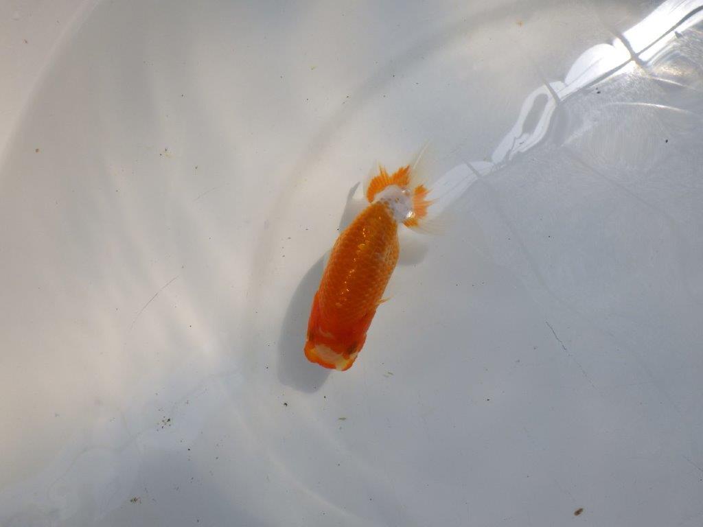 【日らん優等賞獲得ブリーダー】背が綺麗で水槽映え！当歳らんちゅう約10㎝