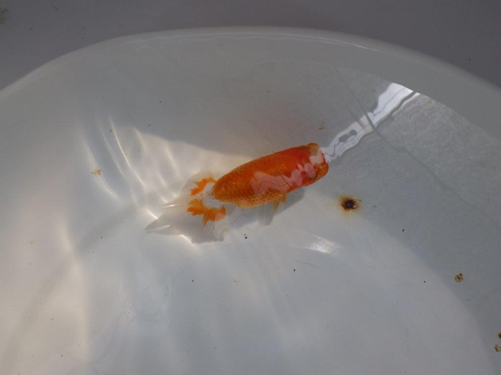 【日らん優等賞獲得ブリーダー】背が綺麗で水槽映え！当歳らんちゅう約10㎝