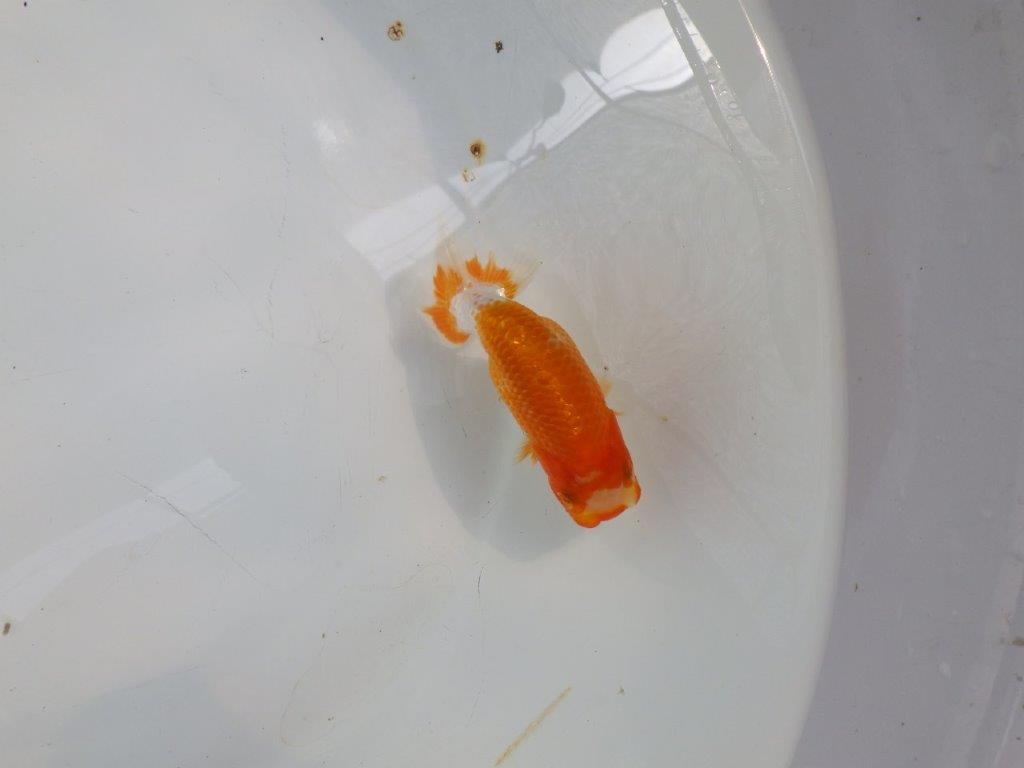 【日らん優等賞獲得ブリーダー】背が綺麗で水槽映え！当歳らんちゅう約10㎝