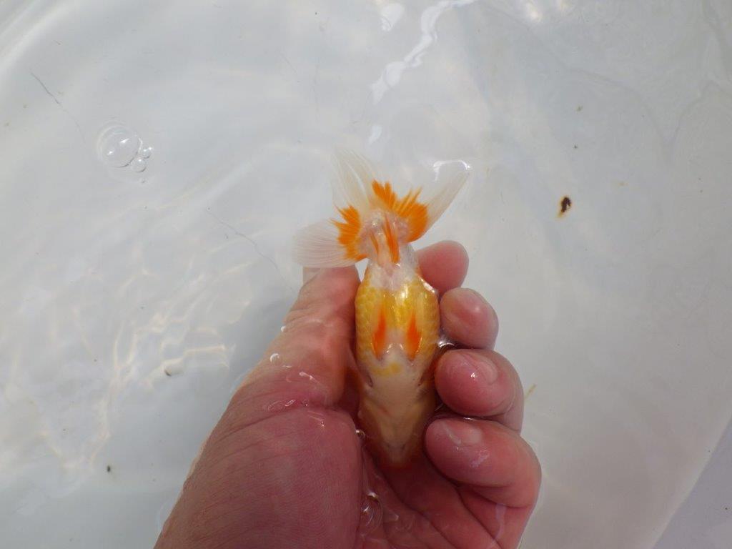 【日らん優等賞獲得ブリーダー】背が綺麗で水槽映え！当歳らんちゅう約10㎝