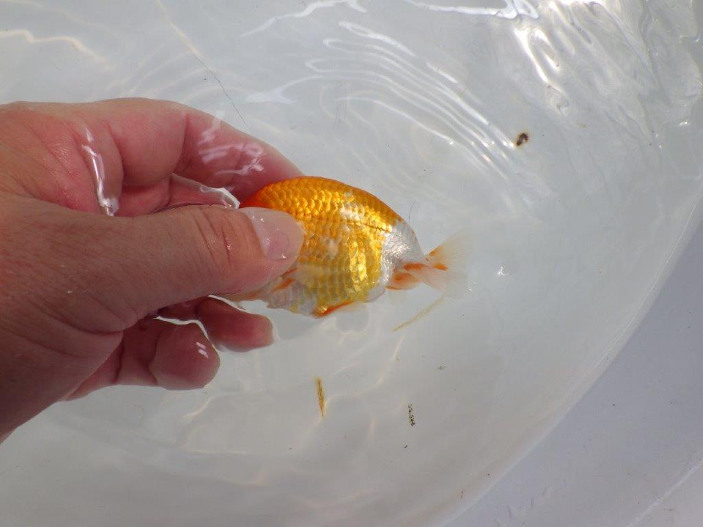 【日らん優等賞獲得ブリーダー】背が綺麗で水槽映え！当歳らんちゅう約10㎝