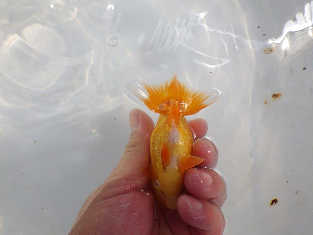 【日らん優等賞獲得ブリーダー】上からのご鑑賞が吉!当歳らんちゅう約10,5㎝