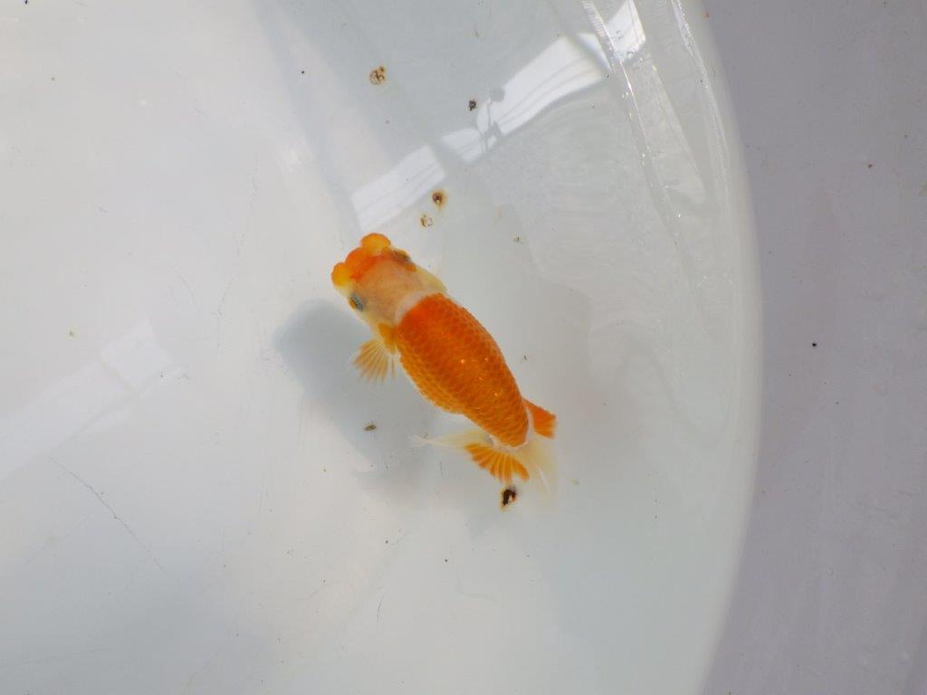 【日らん優等賞獲得ブリーダー】非常に綺麗な柄の更紗！当歳らんちゅう約10㎝の上身