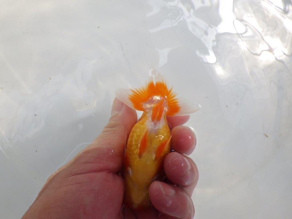 【日らん優等賞獲得ブリーダー】飼い込みお勧め!当歳らんちゅう約10,5㎝