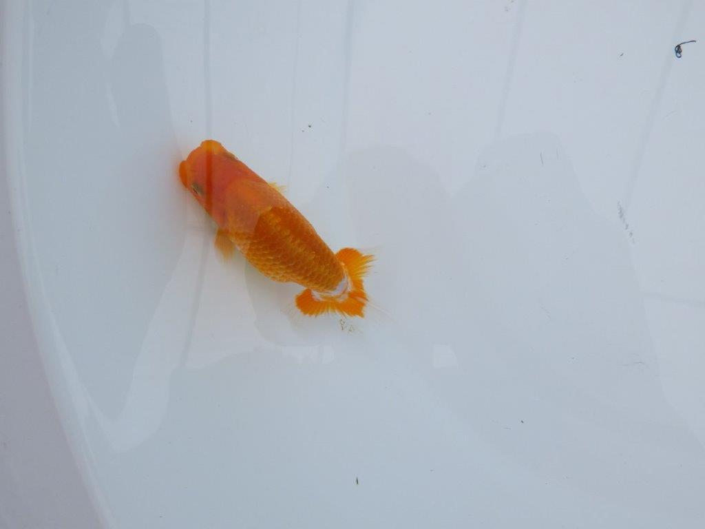 背のラインも綺麗で水槽飼育がお勧めな更紗らんちゅう 　約9㎝　性別不明【 岡山村上暢彦氏作】の上身
