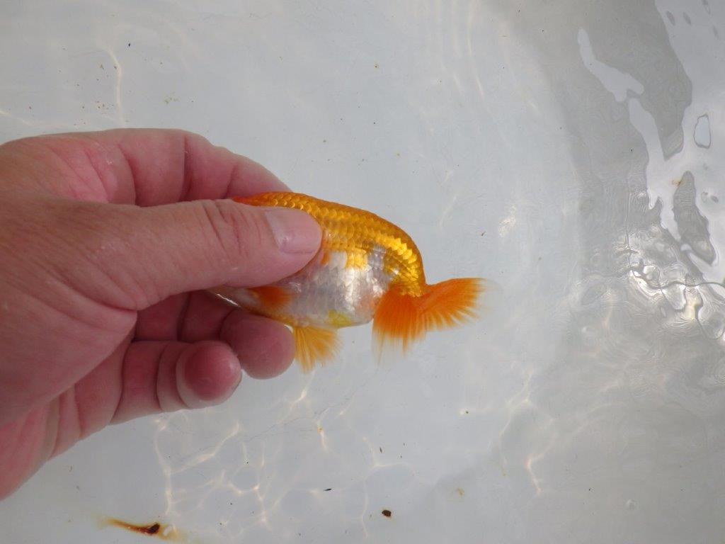 【全国大会東大関獲得ブリーダー 】尾型が良く雰囲気◎!当歳らんちゅう約11㎝