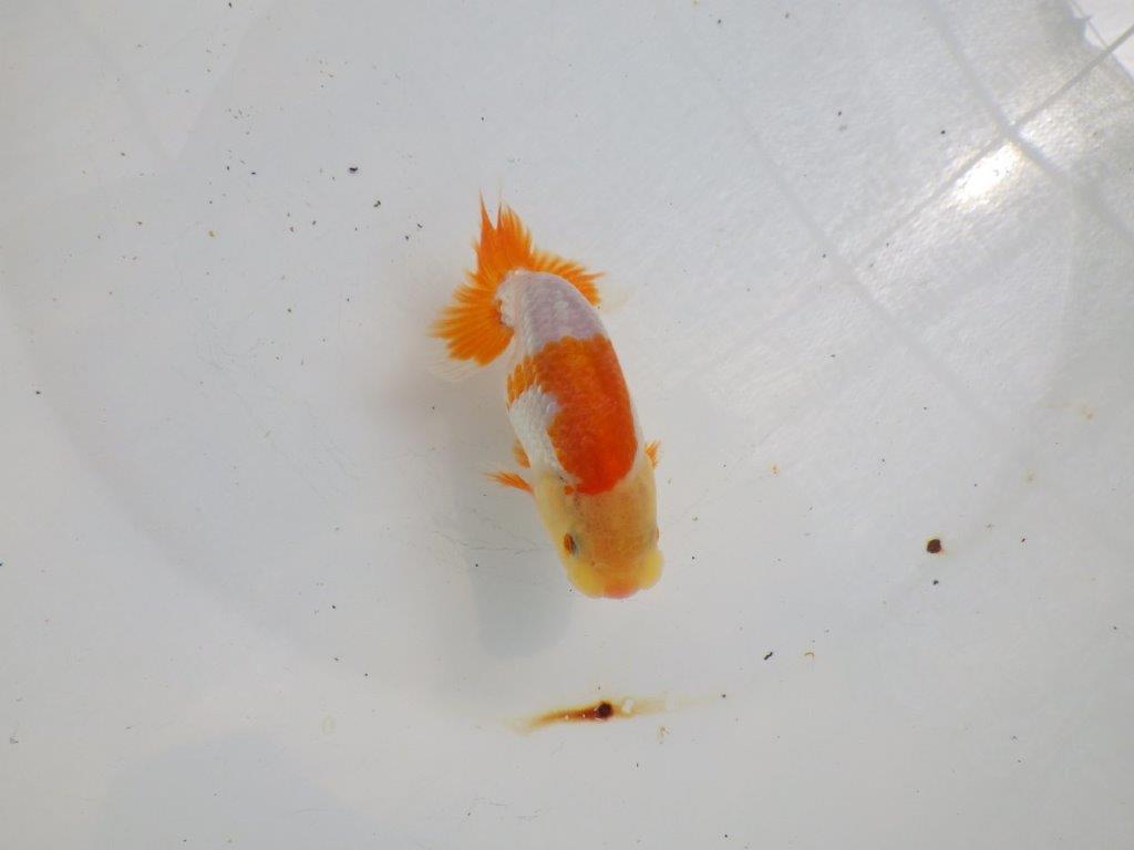 【全国大会東大関獲得ブリーダー 】メリハリの利いた柄でお勧め当歳らんちゅう約11㎝