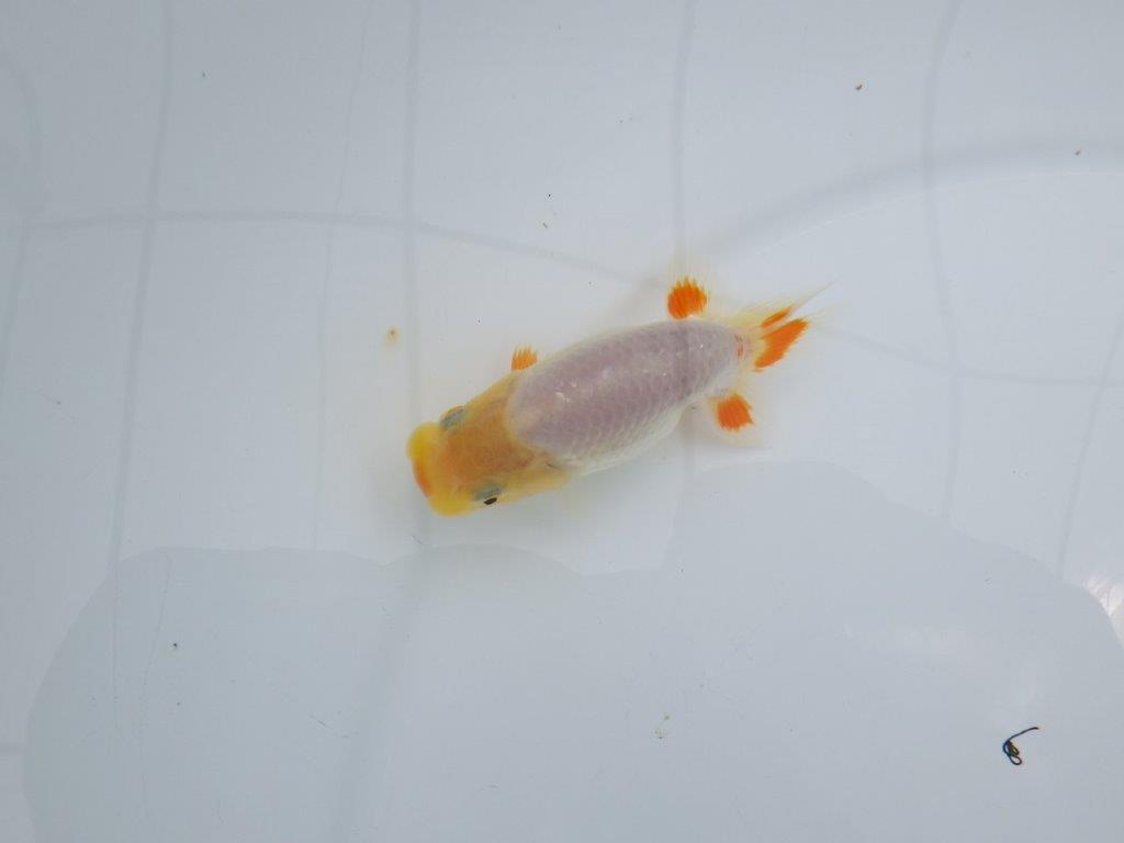 尾の三ツ星柄がインパクトのある更紗らんちゅう 　約8,5㎝　性別不明【 岡山村上暢彦氏作】の上身