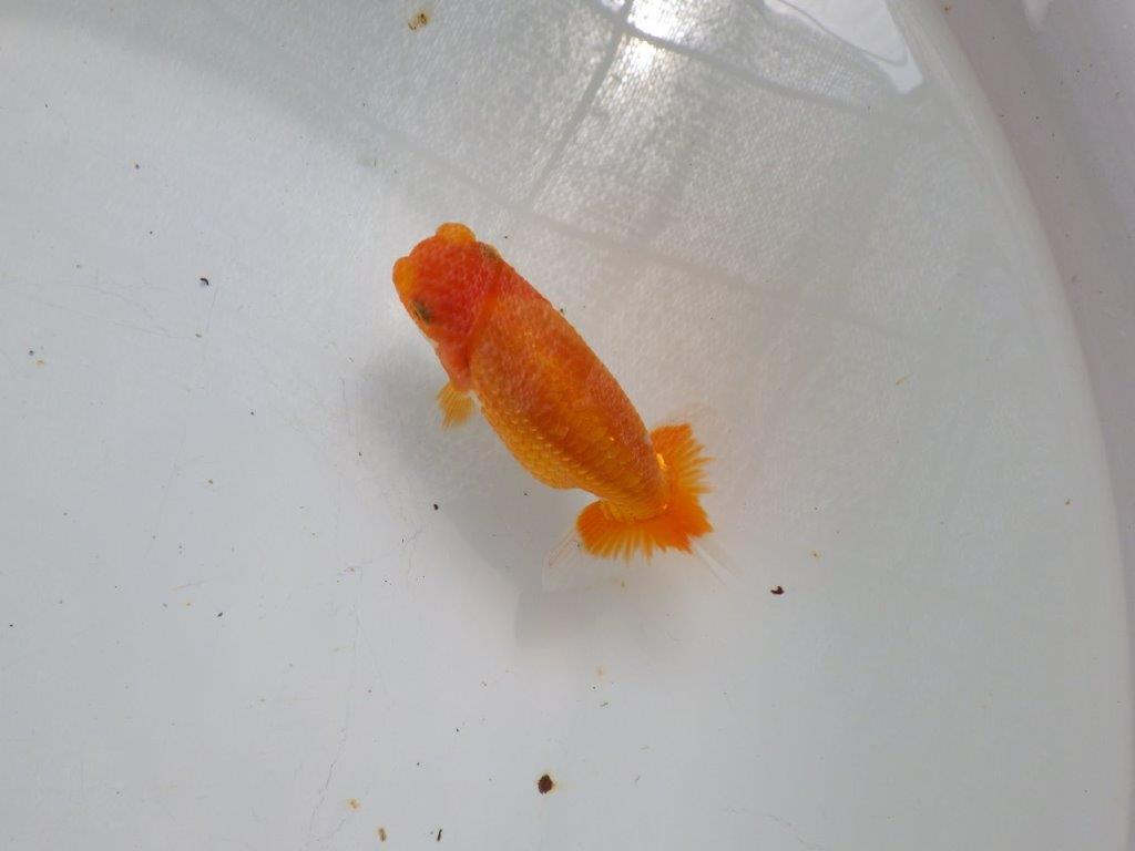 【全国大会東大関獲得ブリーダー 】バランスが良くまとまってます！当歳らんちゅう約11㎝の上身