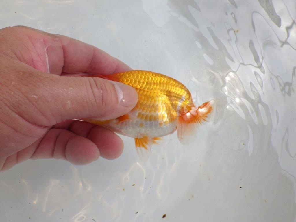 【全国大会東大関獲得ブリーダー 】バランスが良くまとまってます!当歳らんちゅう約11㎝