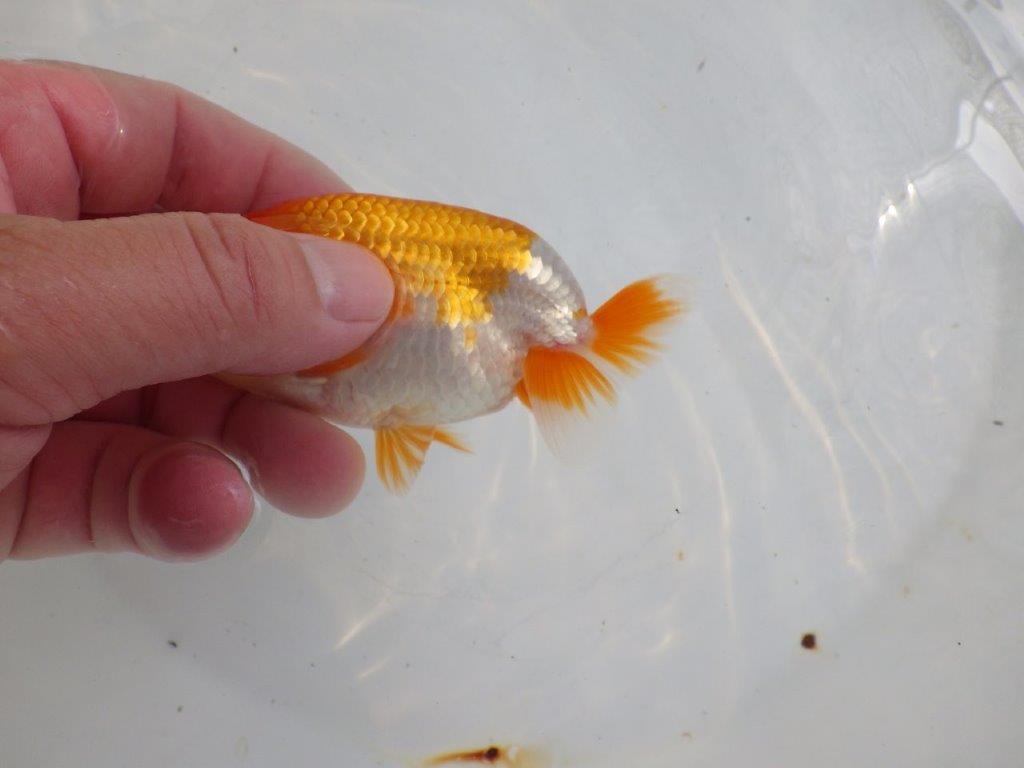 【全国大会東大関獲得ブリーダー 】素晴らしいフンタンの発育!当歳らんちゅう約11㎝